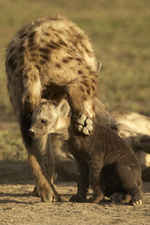 hyena